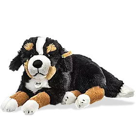 Sigi Bernese Mountain Dog