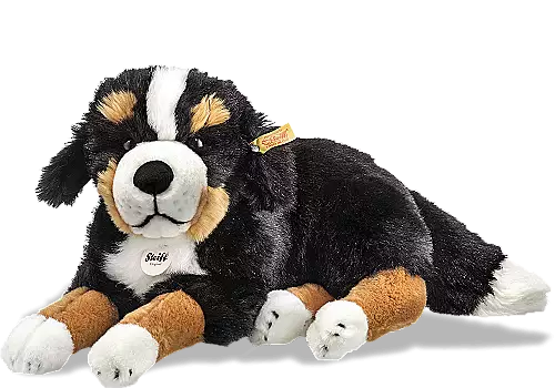 Sigi Bernese Mountain Dog